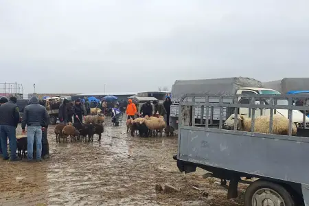 Daha bir mal bazarı fəaliyyətini bərpa etdi