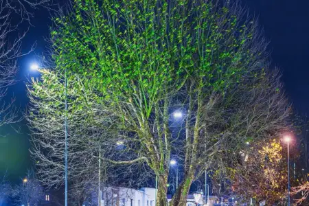 Londonda qışın ortasında yamyaşıl ağac: budaqlarında isə… – Video