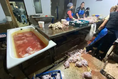 Xırdalanda şok fakt: Bazarlara göndərilən “kənd toyuqları” saxta imiş - Foto