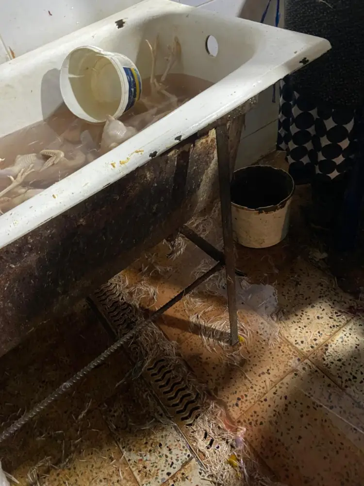 Xırdalanda şok fakt: Bazarlara göndərilən “kənd toyuqları” saxta imiş - Foto