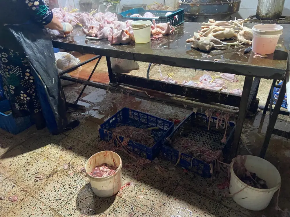 Xırdalanda şok fakt: Bazarlara göndərilən “kənd toyuqları” saxta imiş - Foto