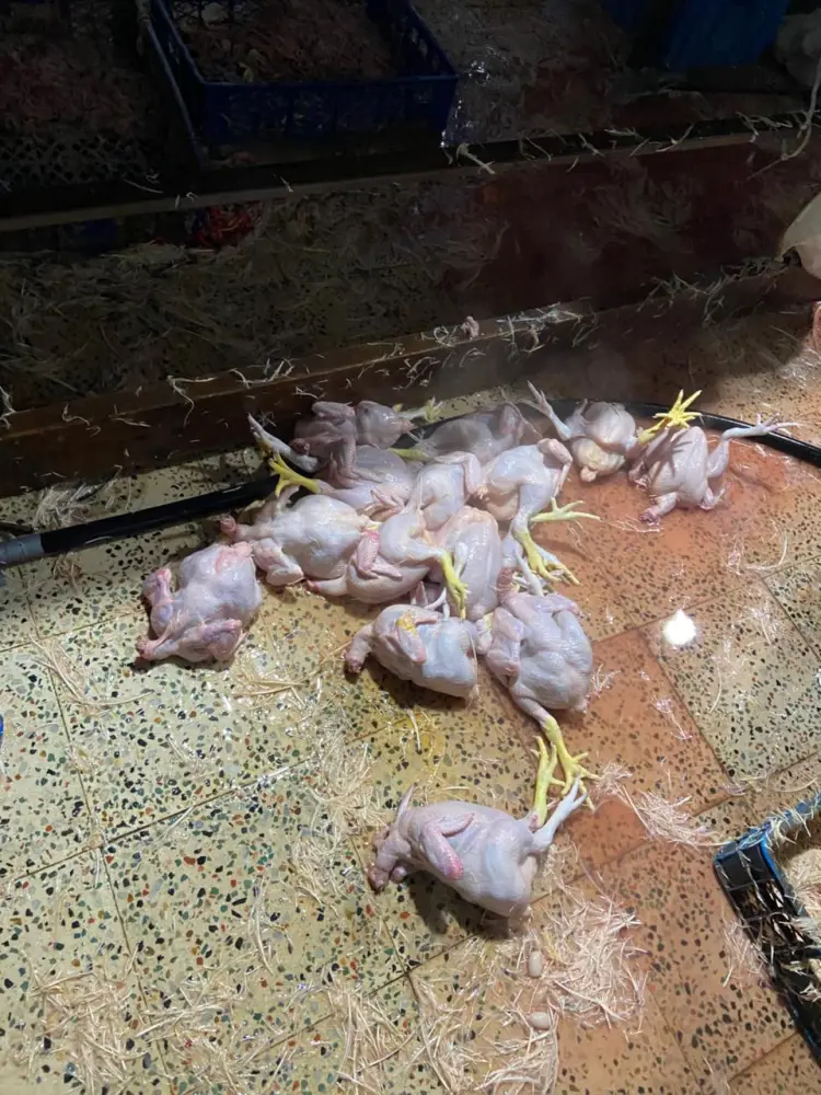 Xırdalanda şok fakt: Bazarlara göndərilən “kənd toyuqları” saxta imiş - Foto