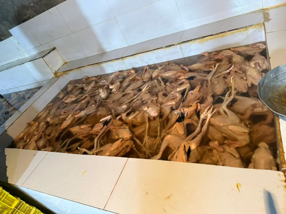 Xırdalanda şok fakt: Bazarlara göndərilən “kənd toyuqları” saxta imiş - Foto