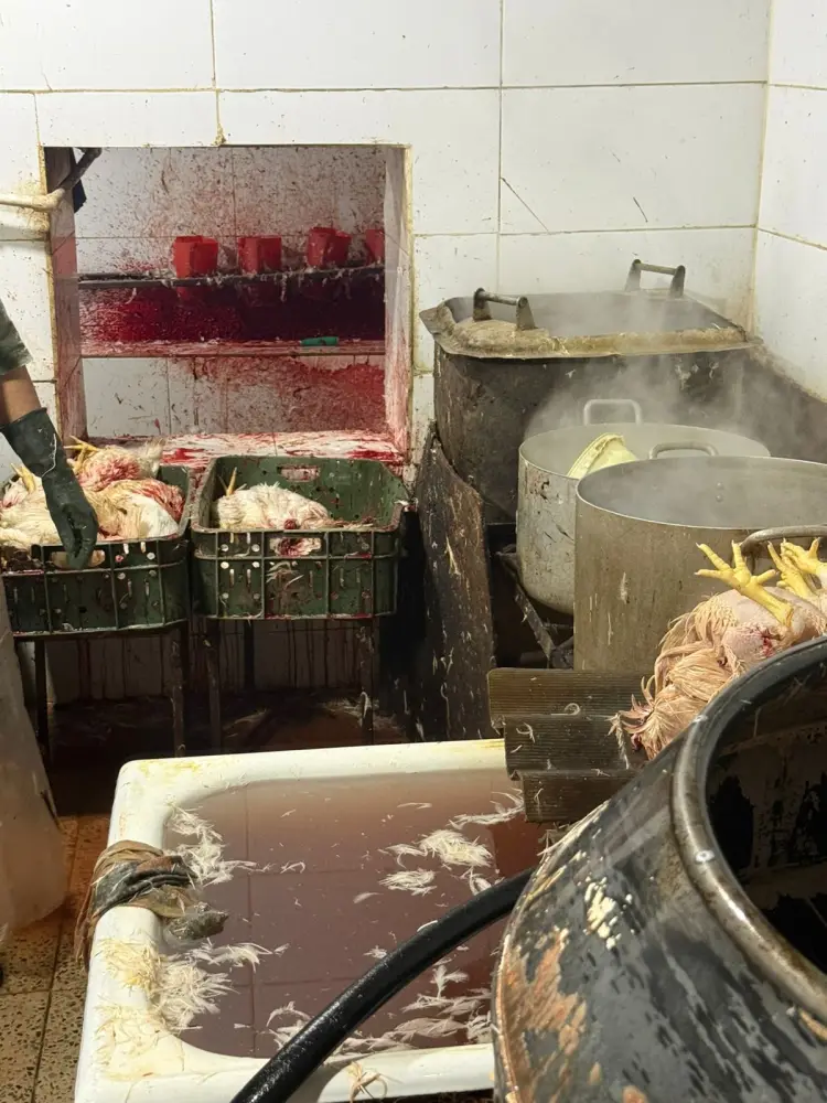 Xırdalanda şok fakt: Bazarlara göndərilən “kənd toyuqları” saxta imiş - Foto