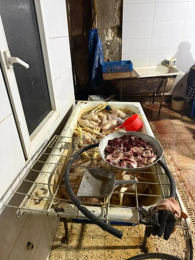 Xırdalanda şok fakt: Bazarlara göndərilən “kənd toyuqları” saxta imiş - Foto