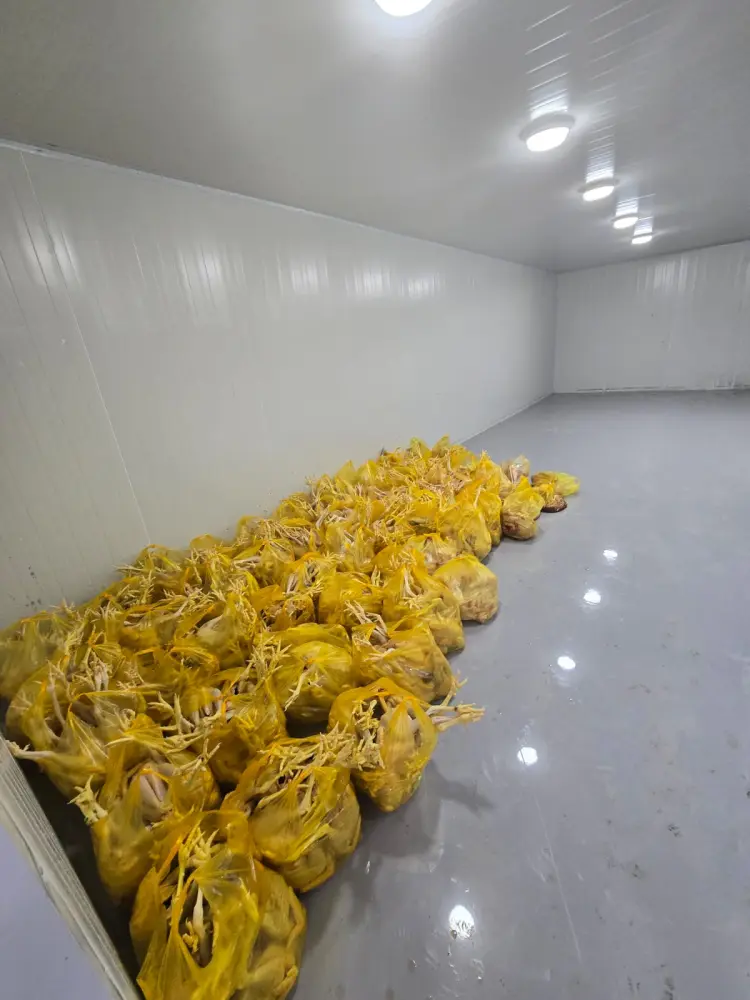 Xırdalanda şok fakt: Bazarlara göndərilən “kənd toyuqları” saxta imiş - Foto