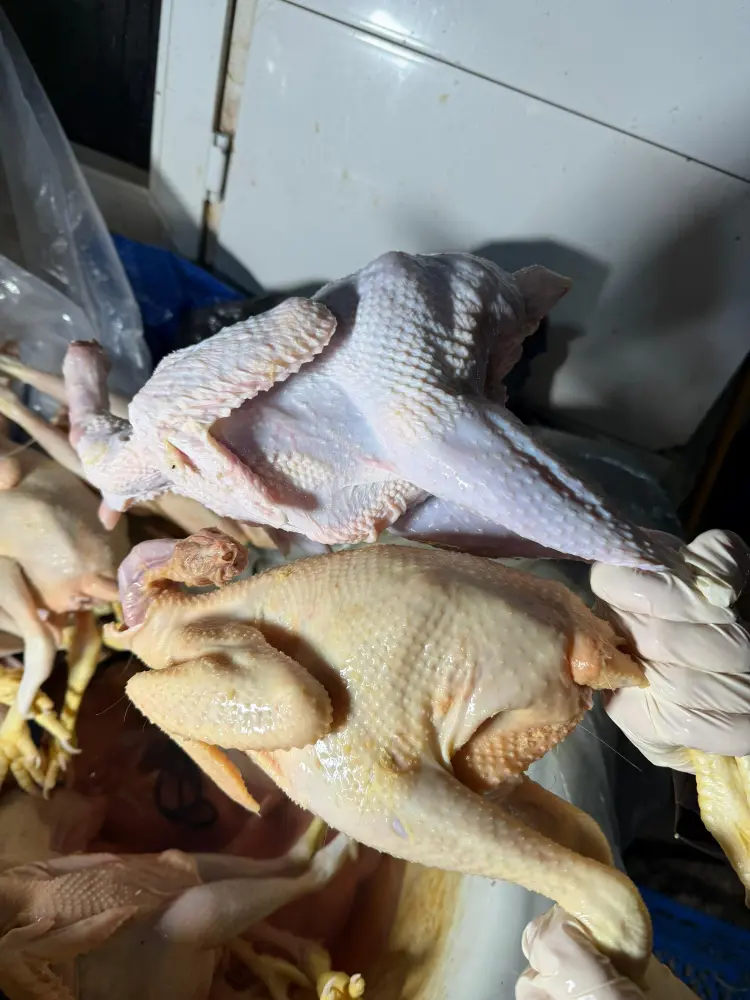 Xırdalanda şok fakt: Bazarlara göndərilən “kənd toyuqları” saxta imiş - Foto