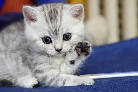 Pişiklər sahiblərini aciz görürlər - Buna görə də... 