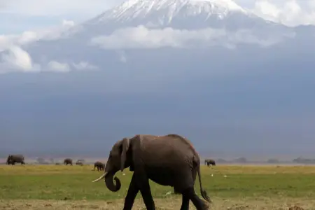 Tanzaniyada helikopter qəzaya uğradı, 5 nəfər öldü