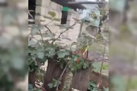 Ev sahibini öldürüb üstündə it damı tikdi - Xaçmazda dəhşətli qətl