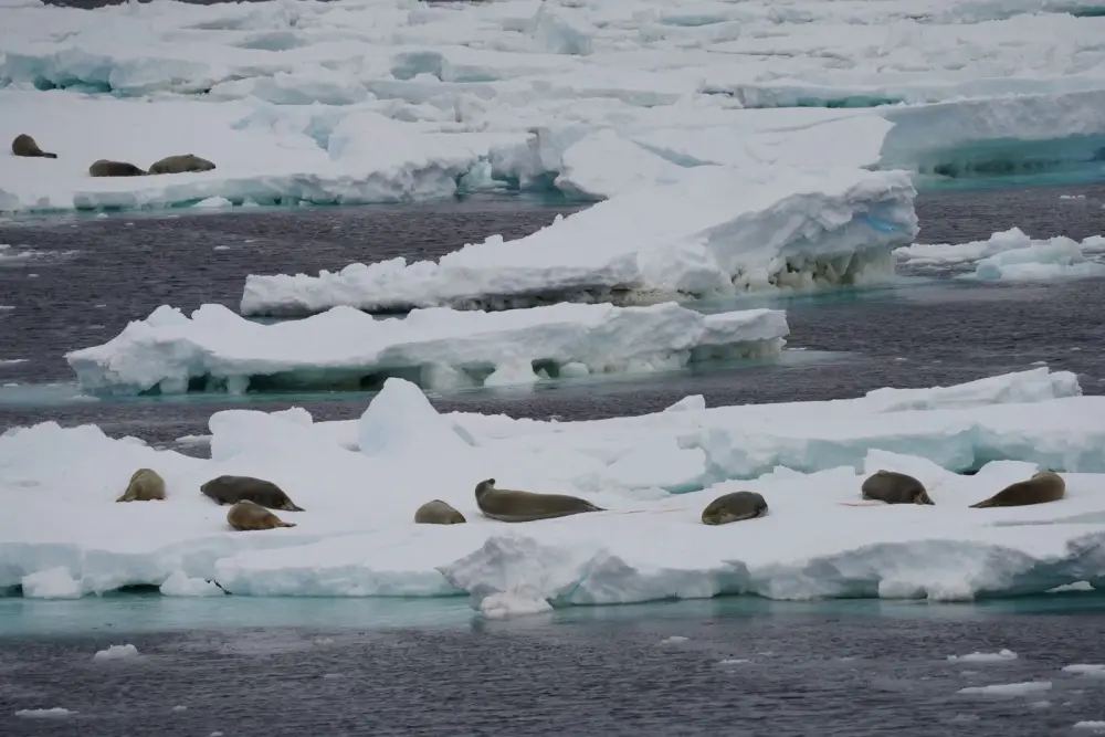 Antarktidada naməlum radio siqnalları aşkarlandı