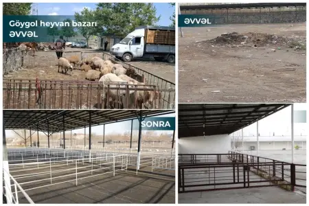 Salyan və Göygöl heyvan bazarları fəaliyyətə başladı