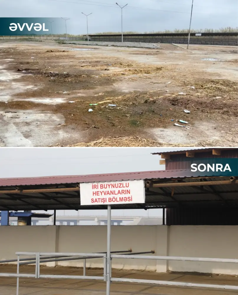 Salyan və Göygöl heyvan bazarları fəaliyyətə başladı