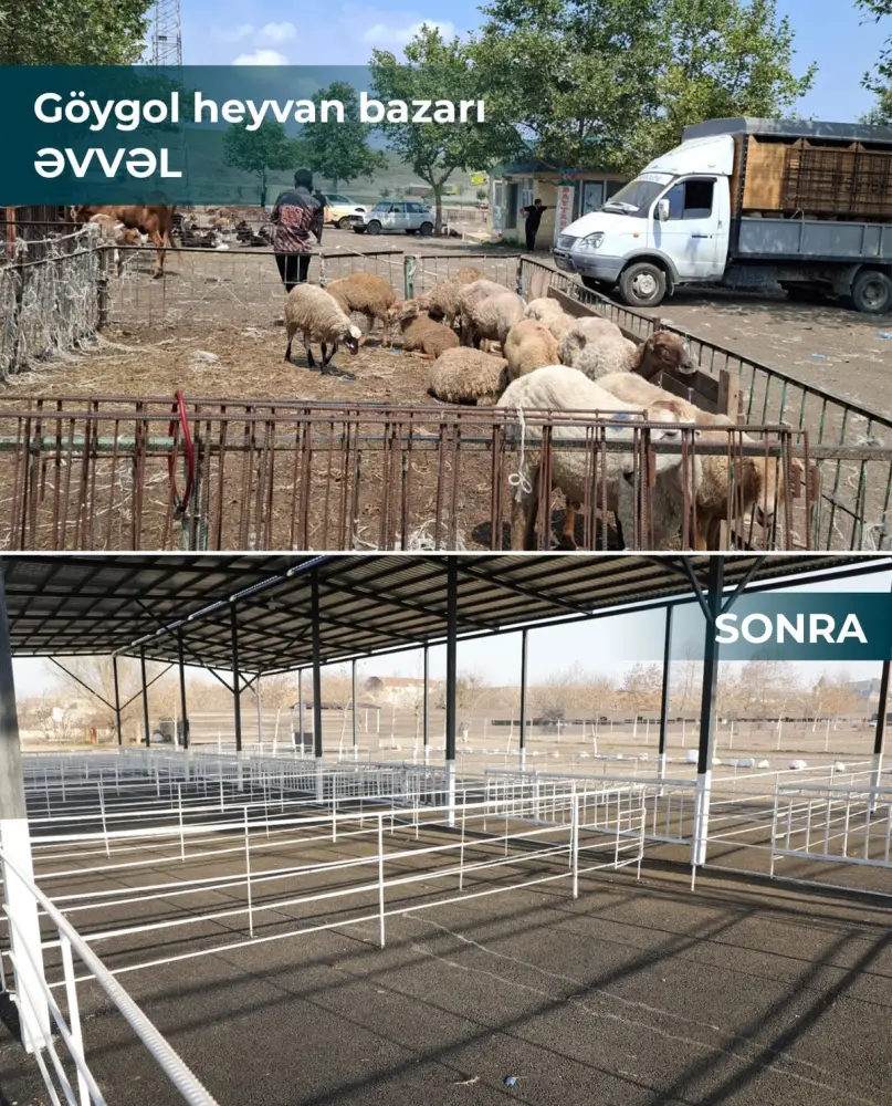 Salyan və Göygöl heyvan bazarları fəaliyyətə başladı