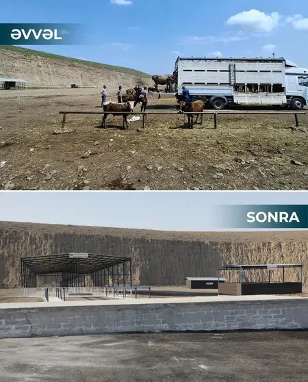 Salyan və Göygöl heyvan bazarları fəaliyyətə başladı