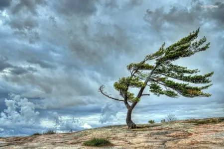 Küləkli hava şəraiti ilə bağlı sarı xəbərdarlıq 