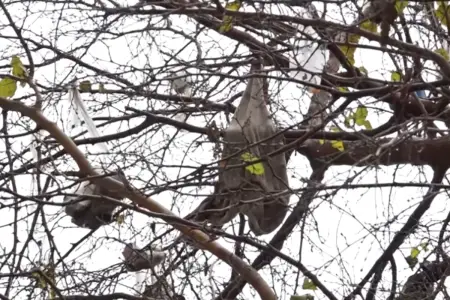 "Zibil qutuları var, amma…" – Xətai rayonunda antisanitar vəziyyət – Video