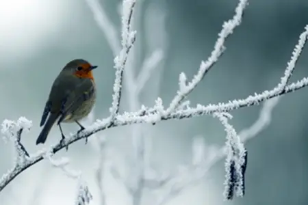 Qar, şaxta, külək - Sabahın havası 