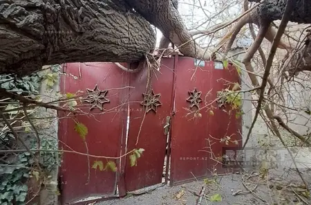 Bakıda güclü külək fəsadlar törətdi: Ağac elektrik xəttinin üzərinə aşdı - Foto