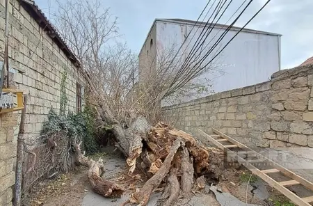 Bakıda güclü külək fəsadlar törətdi: Ağac elektrik xəttinin üzərinə aşdı - Foto