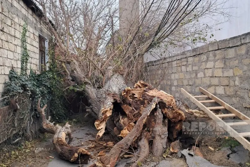 Bakıda güclü külək fəsadlar törətdi: Ağac elektrik xəttinin üzərinə aşdı - Foto