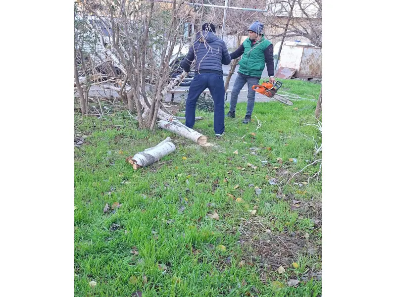 Bakıda güclü külək 8 ağacı sındırdı - Foto