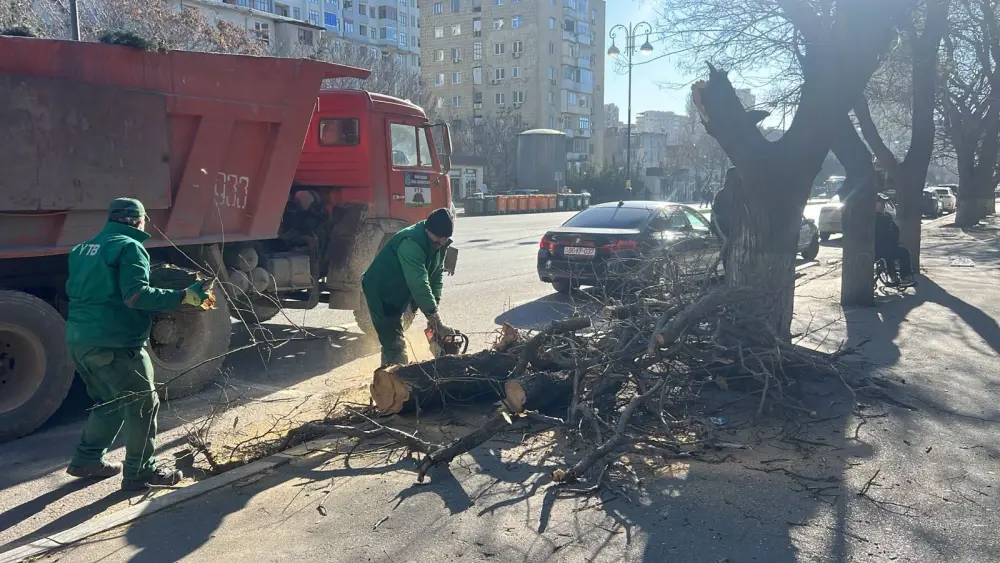 Bakıda güclü külək 8 ağacı sındırdı - Foto