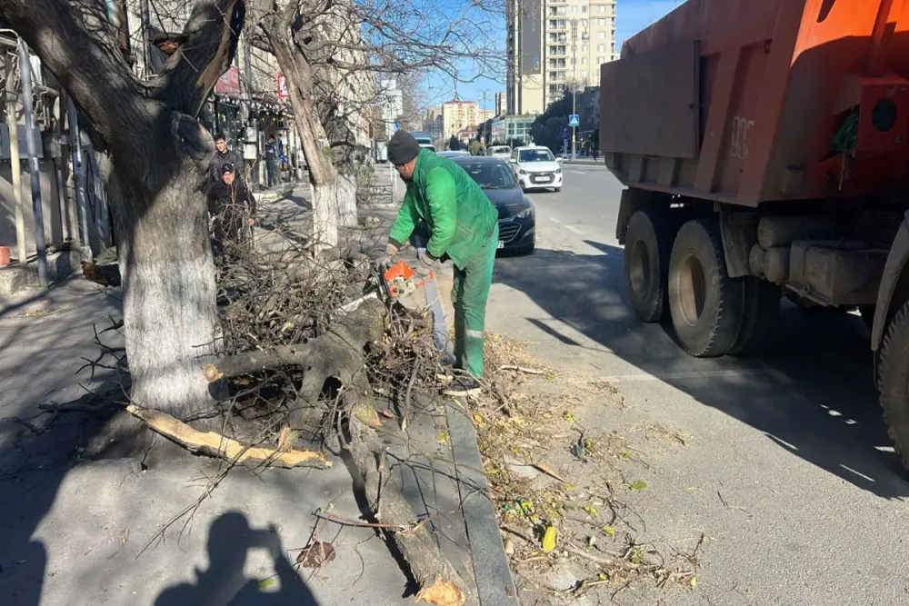 Bakıda güclü külək 8 ağacı sındırdı - Foto
