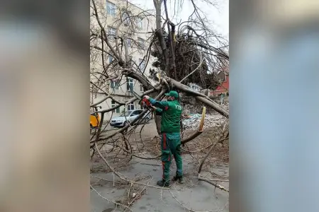 Güclü külək Bakıda 9 ağacı sındırdı - Foto