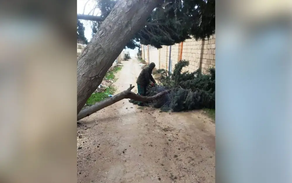 Güclü külək Bakıda 9 ağacı sındırdı - Foto