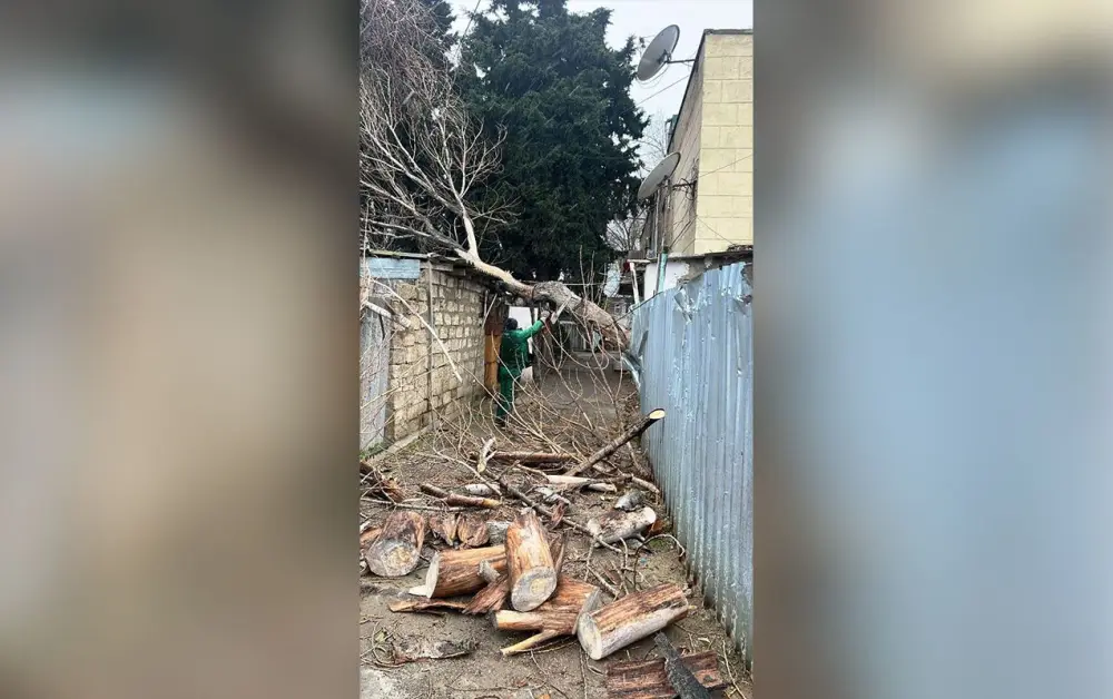 Güclü külək Bakıda 9 ağacı sındırdı - Foto