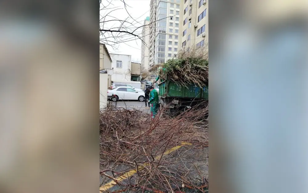 Güclü külək Bakıda 9 ağacı sındırdı - Foto