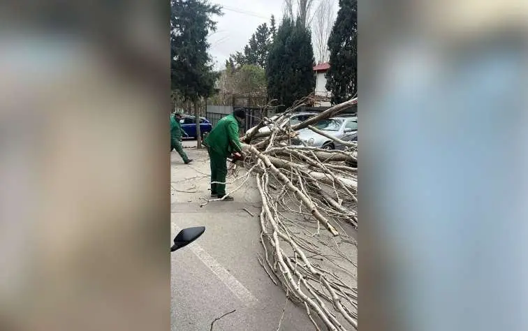 Güclü külək Bakıda 9 ağacı sındırdı - Foto