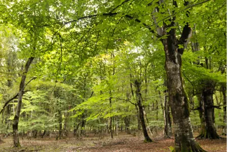 Üç gün əvvəl itkin düşmüşdü, meşədən tapıldı