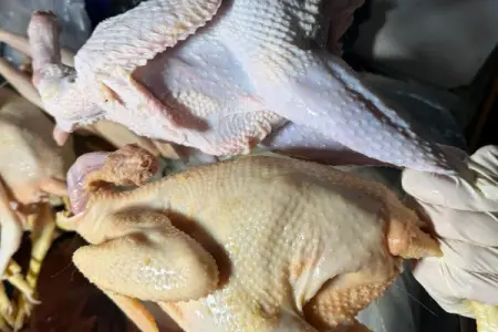 Sarı rəngə boyayıb kənd toyuğu adı ilə satırmışlar - Rəsmi - Foto