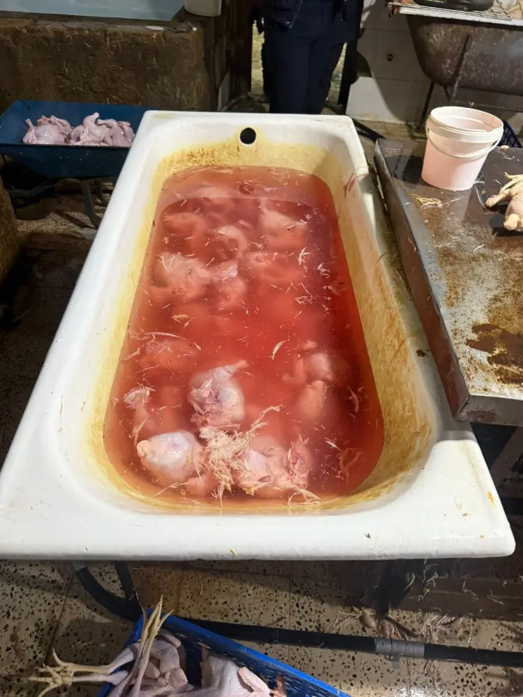 Sarı rəngə boyayıb kənd toyuğu adı ilə satırmışlar - Rəsmi - Foto