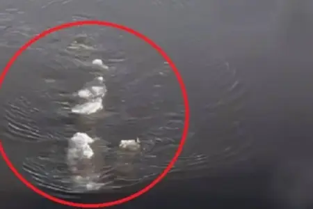 Bu canlı 400 ildən artıq yaşayır