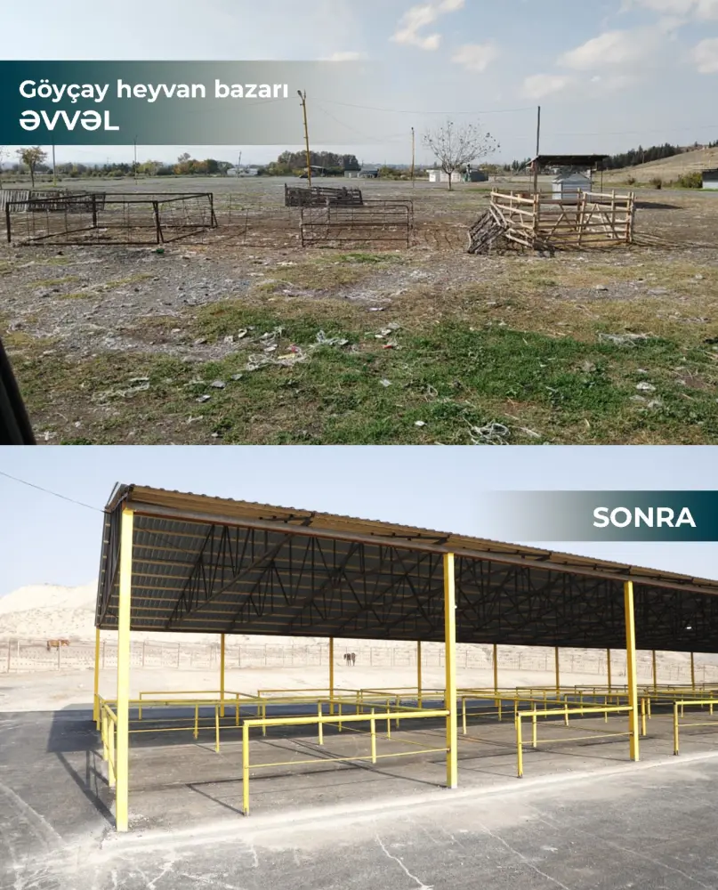 Heyvan bazarları ilə bağlı mühüm qərar – Qadağa bitdi? 