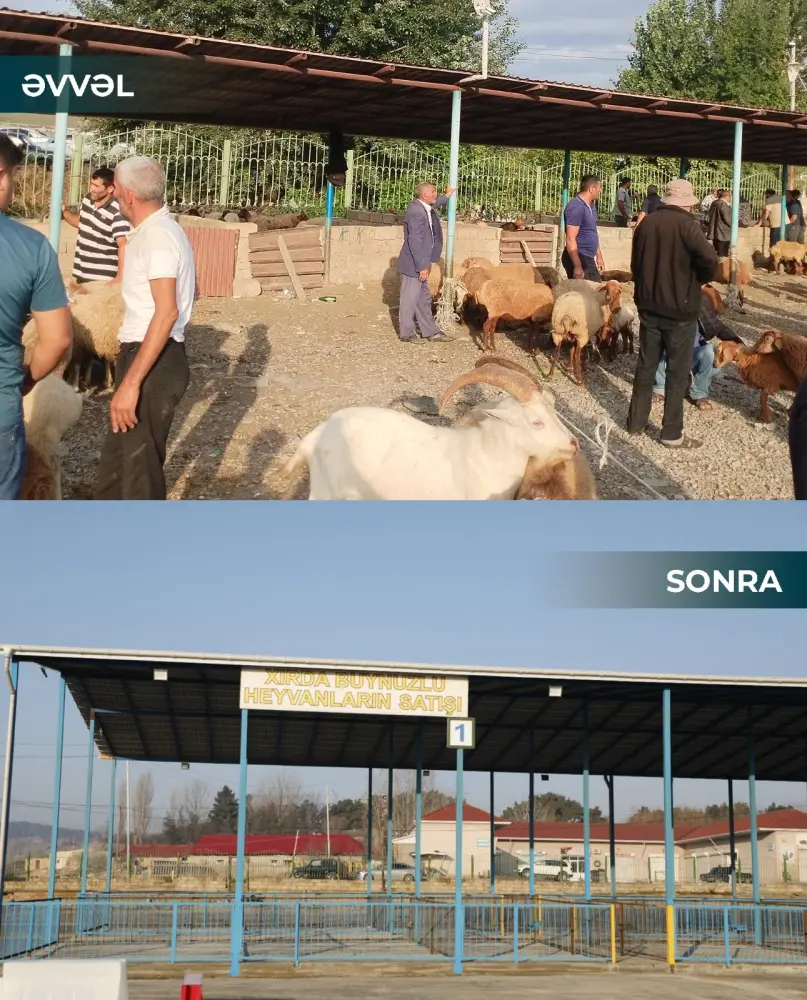Heyvan bazarları ilə bağlı mühüm qərar – Qadağa bitdi? 