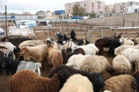 Heyvan bazarları ilə bağlı mühüm qərar – Qadağa bitdi? 