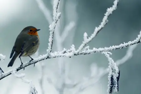 Bakıda və rayonlarda hava necə olacaq? 