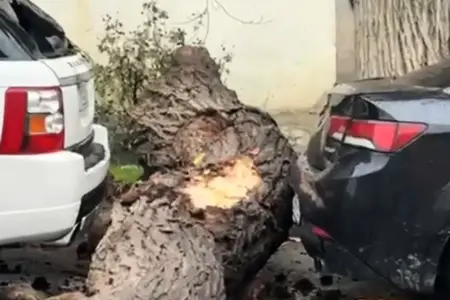 Bakıda ağac maşının üstünə aşdı - Video