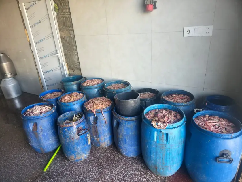 Novxanıdakı kəsim məntəqəsində nöqsanlar aşkarlandı - Foto