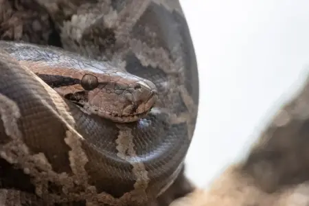 Qadın yuxudan ilanla oyandı