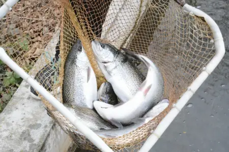 Azərbaycanda farel balıqları bahalaşdı – Video