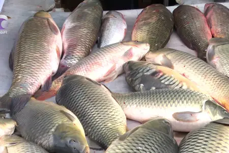 Azərbaycanda forelin qiyməti bahalaşdı - Video