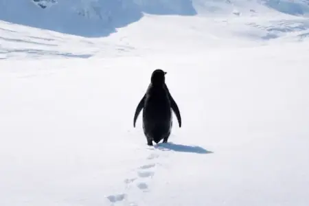 “Nihilist Pinqvin”i nə gözləyir? - Hamını düşündürən görüntü