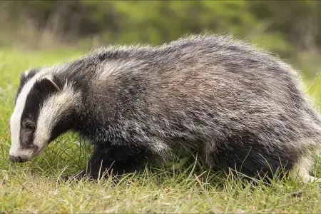 Azərbaycanda porsuğu taxta ilə vurub öldürən şəxs saxlanıldı