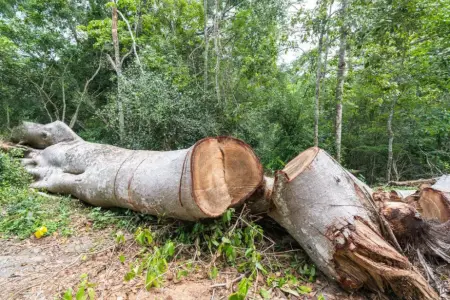 Təbiətə 129 minlik ziyan vurdular