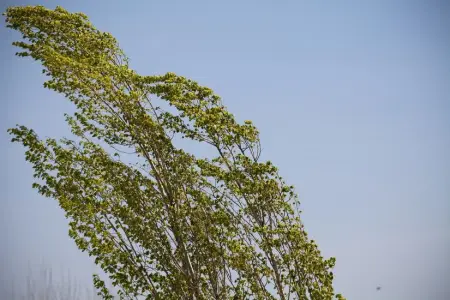 Küləkli hava şəraiti ilə bağlı sarı xəbərdarlıq verildi